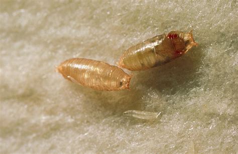 Mutant And Normal Fruit Fly Pupae Photograph By Dr Jeremy Burgess