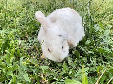 White Rabbit Eating Green Grass A Bunny Easter Bunny Stock Photo