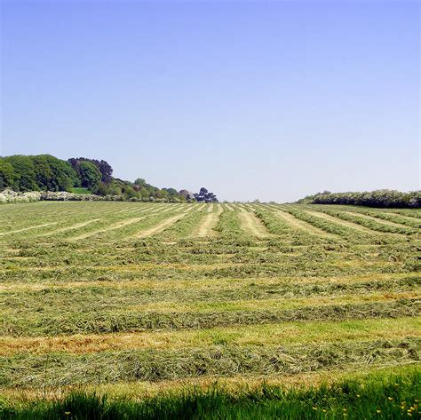Hay And Pasture Grass Mixes Overview Albert Lea Seed