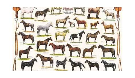 horse breed chart by BlackHorse778 on DeviantArt