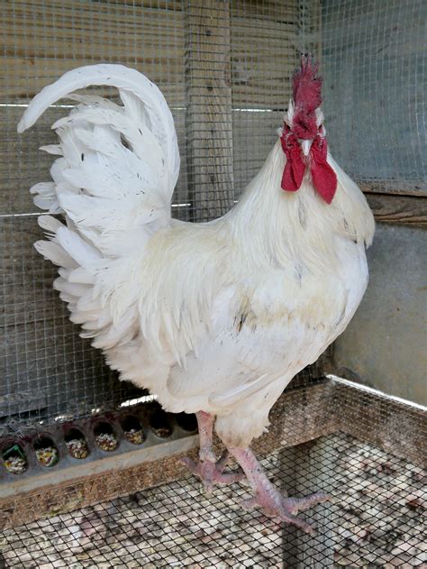 7200 Koleksi Gambar Hewan Ternak Ayam Hd Gambar Hewan