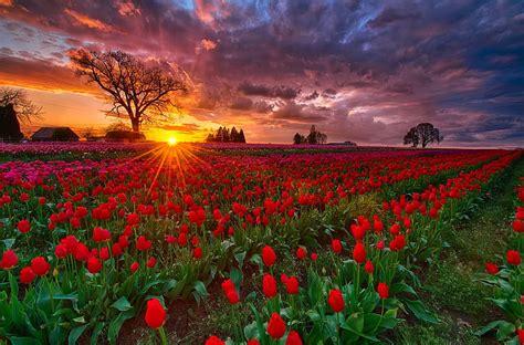 1920x1080px 1080p Free Download Tulips At Sunset Pretty Amazing