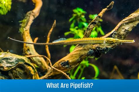 A Guide To Pipefish And Seahorse Care