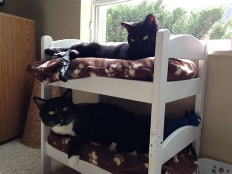 We Made These Bunkbeds For My Daughters Cats Using Doll