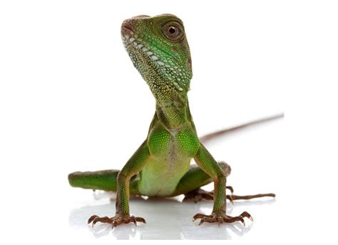 Chinese Water Dragon Physignathus Cocincinus Reptile Breed