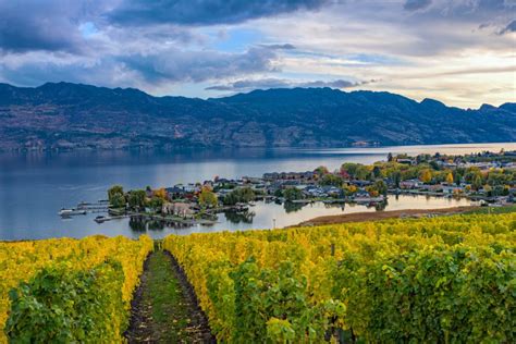 Vineyard Overlooking Okanagan Lake Kelowna Bc Canada Teehouse Wine Tours