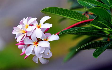 Plumeria Branch With Green Leaves And White Flowers