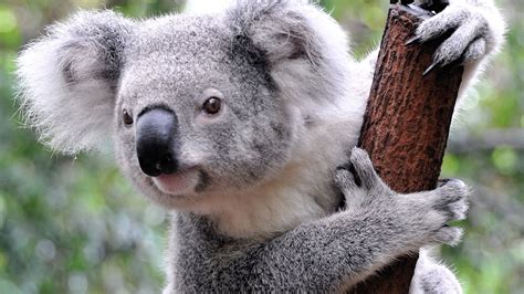 Gray Koala Animals Koalas Mammals Hd Wallpaper Wallpaper Flare