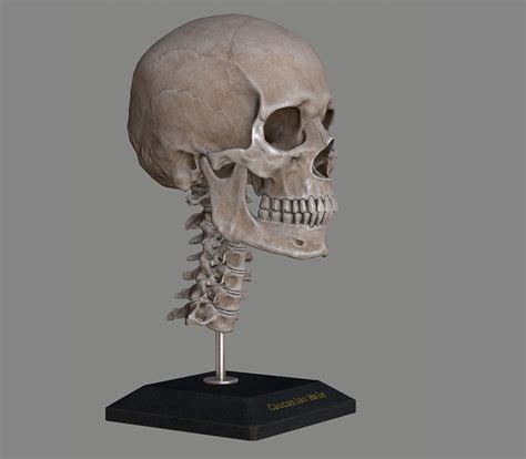 3d Asset Human Skull Caucasian Male Cgtrader