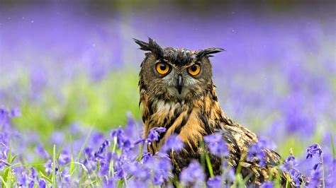 50 Bing Wallpaper Owl On Wallpapersafari
