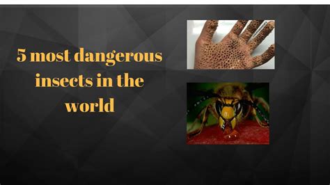 5 Most Dangerous Insects In The World Youtube