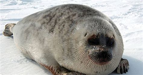 Ringed Seal Alaskaorg
