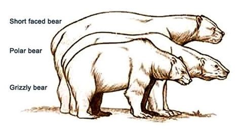 Who Would Win In A Fight Between A Short Faced Bear Or A T