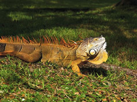 4ft Iguana In Our Lake Weve Got Iguanas All Over Our S Flickr