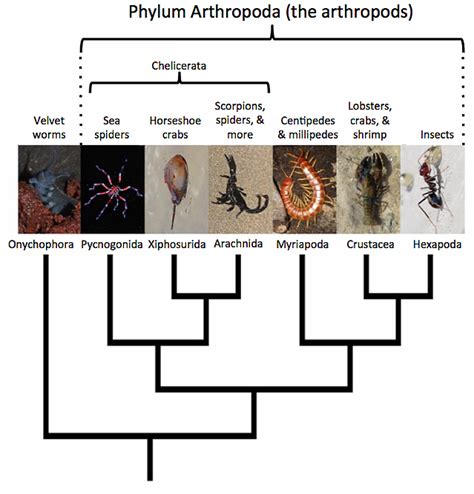 Arthropods A Guide To The Different Types Of Arthropods BioBubblePets
