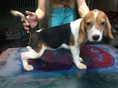 QUALITY BEAGLE PUPPIES FOR GRABS QUEZON CITY - Philippines Buy and Sell ...