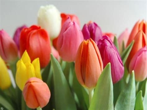 In olanda in primavera è tipico vedere i colori accesi dei tulipani in fiore. Tulipani olandesi - Bulbi - Caratteristiche dei tulipani ...