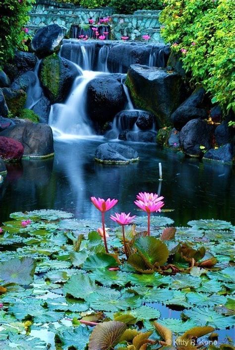 Water Lily Waterfall Beautiful Nature Nature Photography