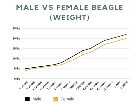 Discover The Perfect Beagle Weight Chart From Puppies To Adults