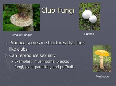 Ppt What Are Fungi Powerpoint Presentation Free Download Id1466104