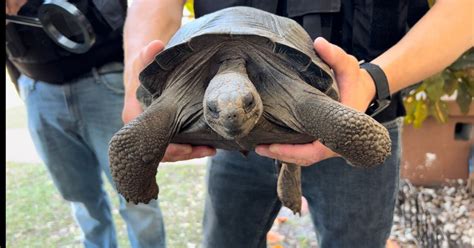 Galapagos Tortoises Stolen From Alligator Farm Found 1 Dead In Freezer