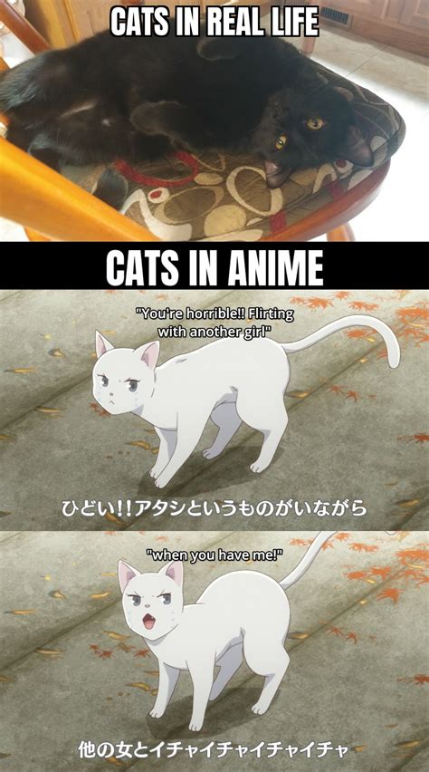 Share Anime Cat Memes In Cdgdbentre