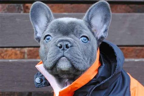 How much do blue french bulldog costs? What is a blue French bulldog and How to care for them ...