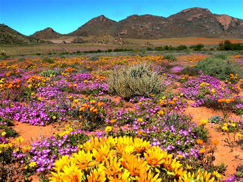 Namaqualand South Africa South Africa Travel Landscape Southern Africa