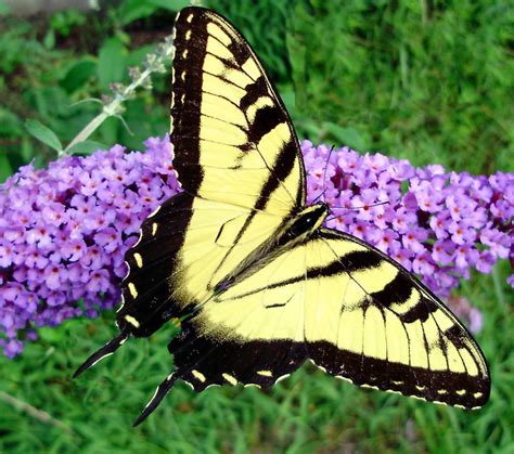 Male Eastern Tiger Swallowtail Butterfly Flickr Photo Sharing