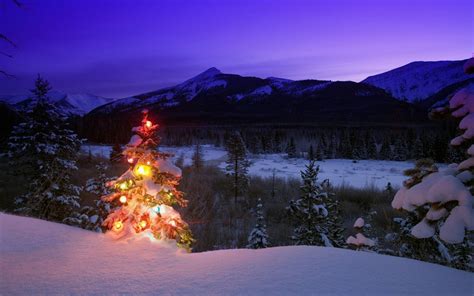 Christmas Trees Snow Landscapes Wallpaper 1920x1200