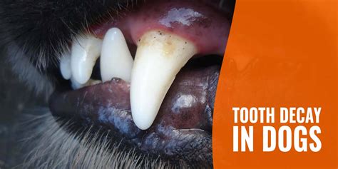 Can Dogs Bad Teeth Make Them Sick