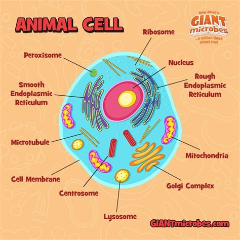 More than 300 years ago, no knowledge existed about the fundamental unit of living things.the invention of the microscope and results of observational studies that followed resulted in a plethora of information that proved that all living things are made up of millions of tiny fundamental units that are vital to life itself. Main Parts Of An Animal Cell - Berbagai Permainan
