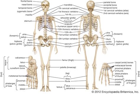 human skeleton  spinal cord britannica