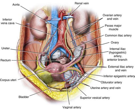 Vascular Anatomy Of The Pelvis Radiology Key