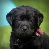 You want a breeder that truly has a passion for the golden retriever breed. Black Labrador Puppies For Sale Near Me | PETSIDI