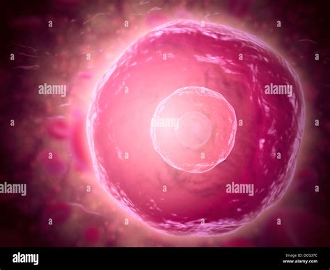 Microscopic View Cells High Resolution Stock Photography And Images Alamy