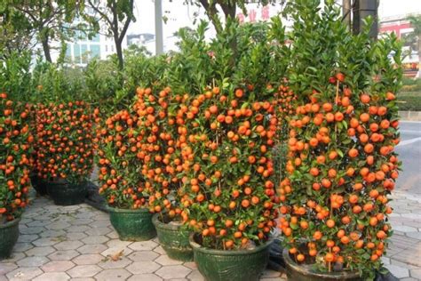 Berbagai jenis buah pun bisa dijadikan tabulampot. Merawat dan Membuahkan Tanaman Buah dalam Pot (Tabulampot ...