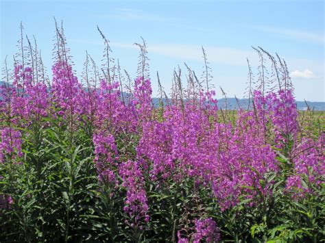 Pieceful Afternoon Fireweed