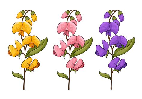 Download Sweet Pea Flower Vectors 160607 Vector Art at Vecteezy