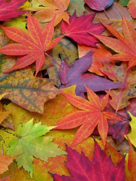 Colors Of Autumn Autumn Leaves Fall Colors Leaves