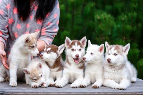 How Manypups Can A Siberian Husky Have 1st Litter