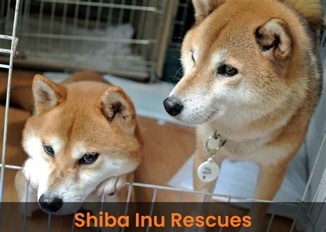 Rescues Shiba Inu Rescues And Breeders