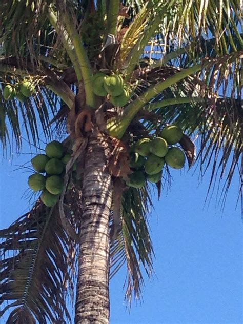 Coconut Palm Tree Ft Myers Fl Photo By Es Coconut Palm Tree Photo