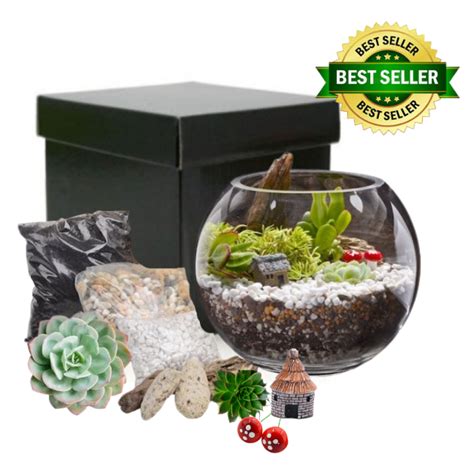 Build A Terrarium T Nz Delivery Tree Ts Nz