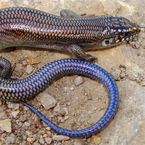 5 Skinks Found In Virginia Id Guide Bird Watching Hq