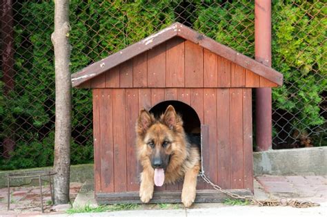 Does he or she get along with everybody, or are there some dogs who usually cause problems? Can German Shepherds live outside? - Embora Pets