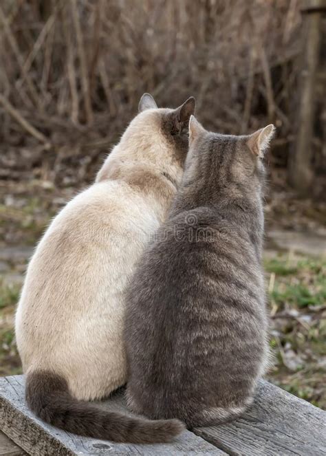 Two Cats Together Love Stock Photo Image Of Garland 138048614