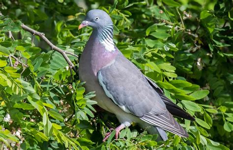 Le Pigeon Ramier Description Lieu De Vie Alimentation