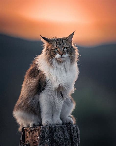 Norwegian Forest Cat Is Allowed To Roam Freely By His