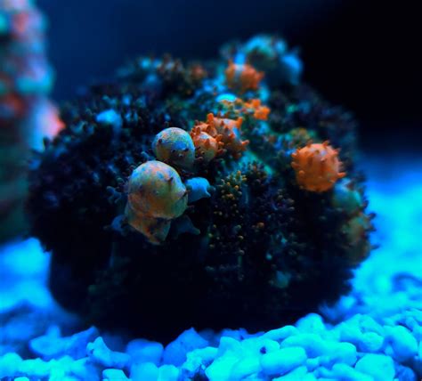 Jump to navigationjump to search. Powerball Bounce Mushroom - The Aquarium Cove